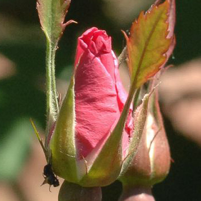 Rosa 'Queens'