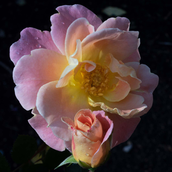 Rosa Radpetals