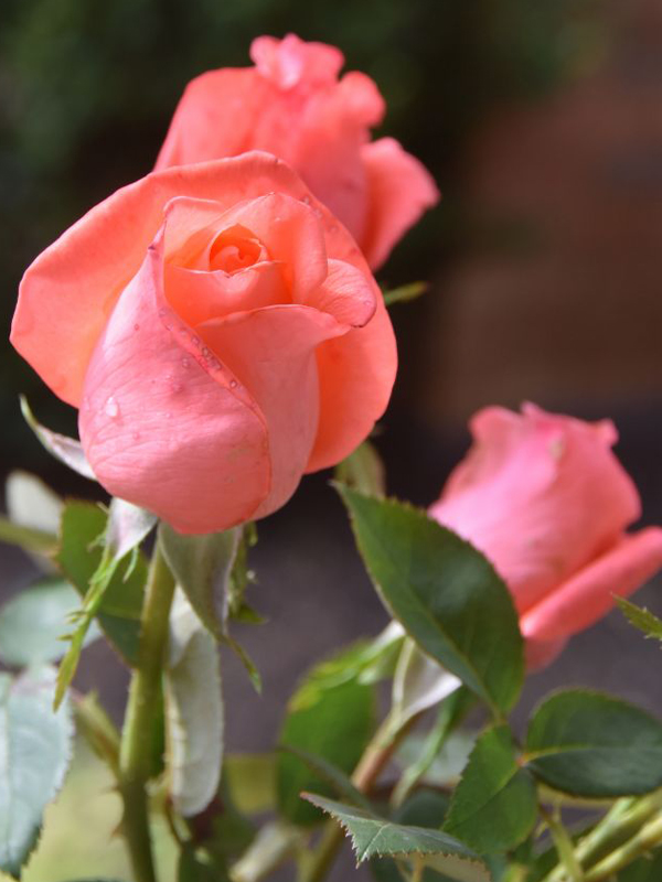 Prune Out Damaged Rose Stems  The Art & Science of Gardening