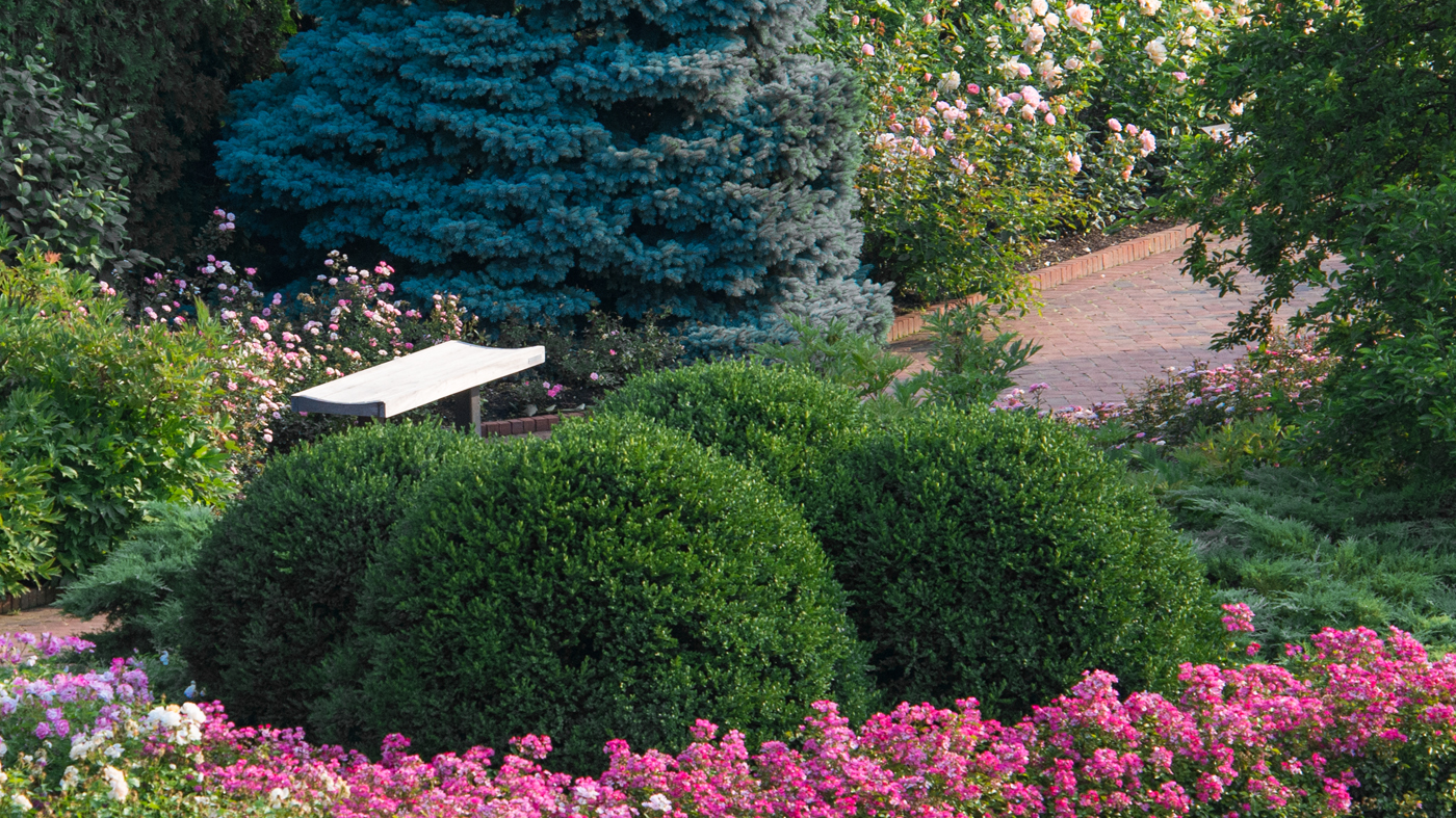 Rose garden with a bench