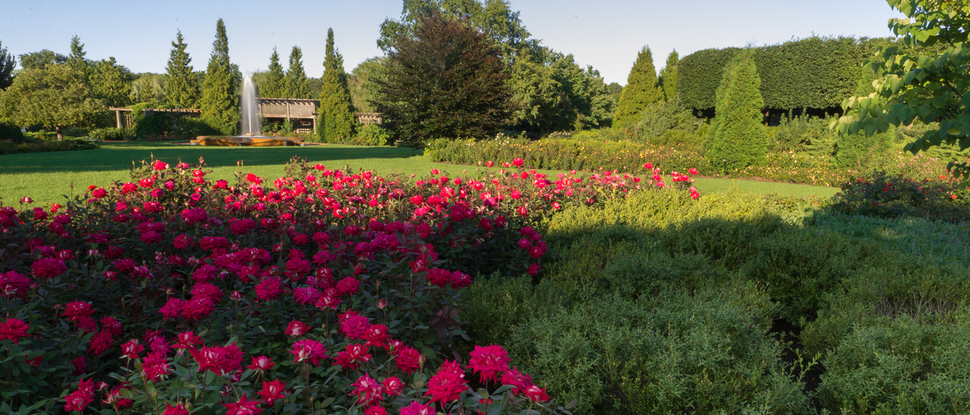 Rose garden