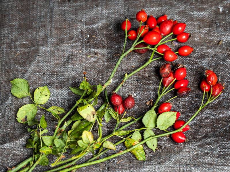 Rose hips – Rosa sp.