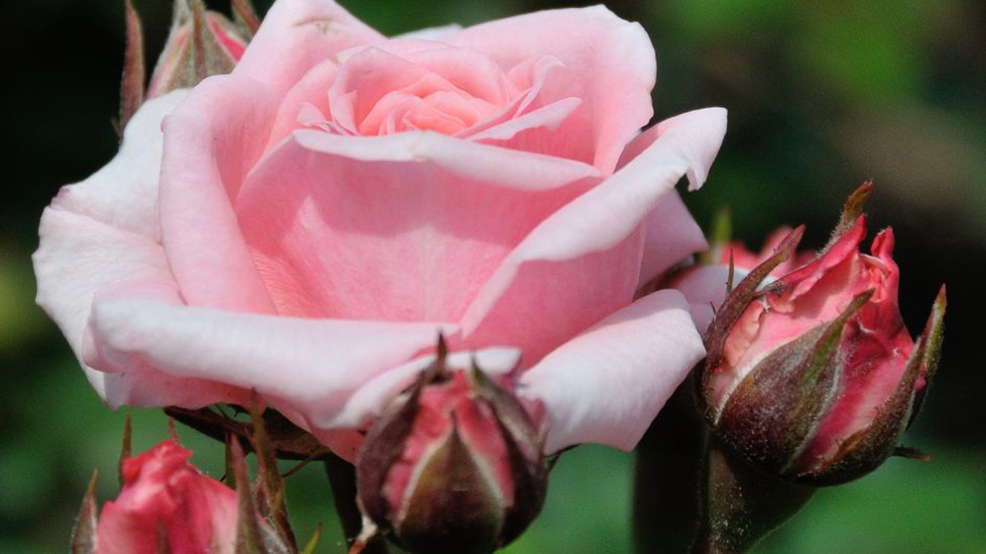 Cupcake miniature rose (Rosa 'Spicup') 