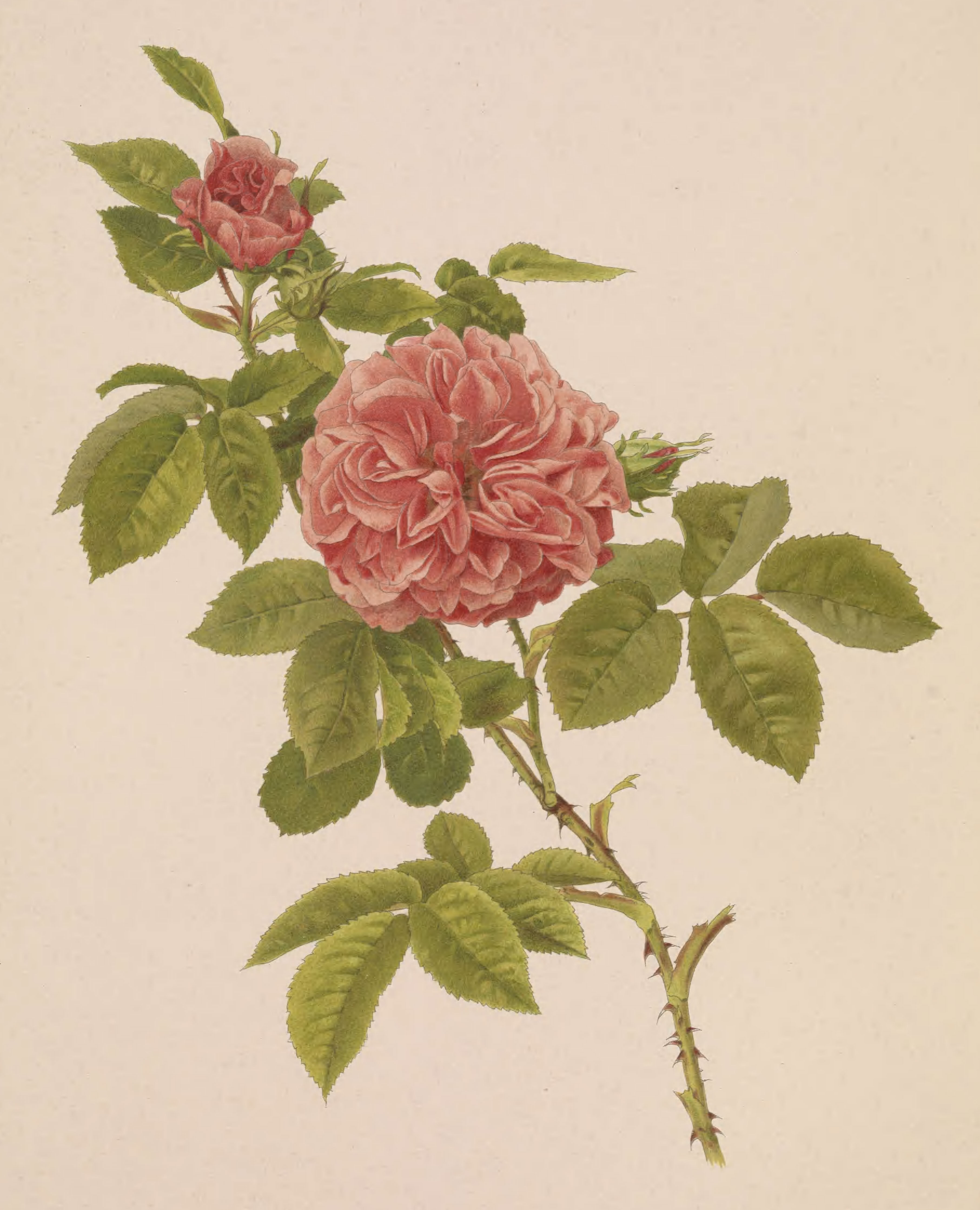Rose from the Rare Book Collection