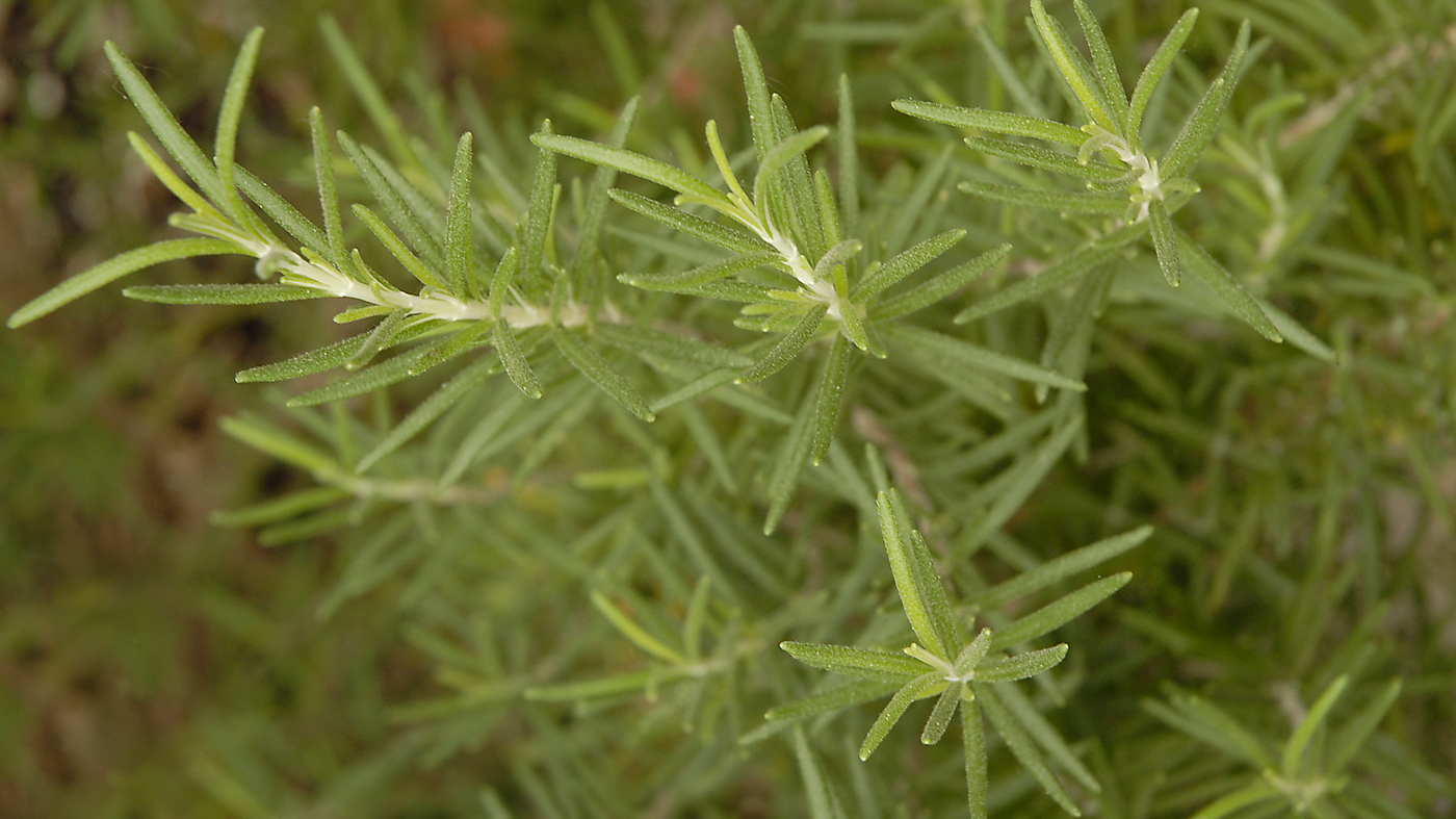 Rosemary