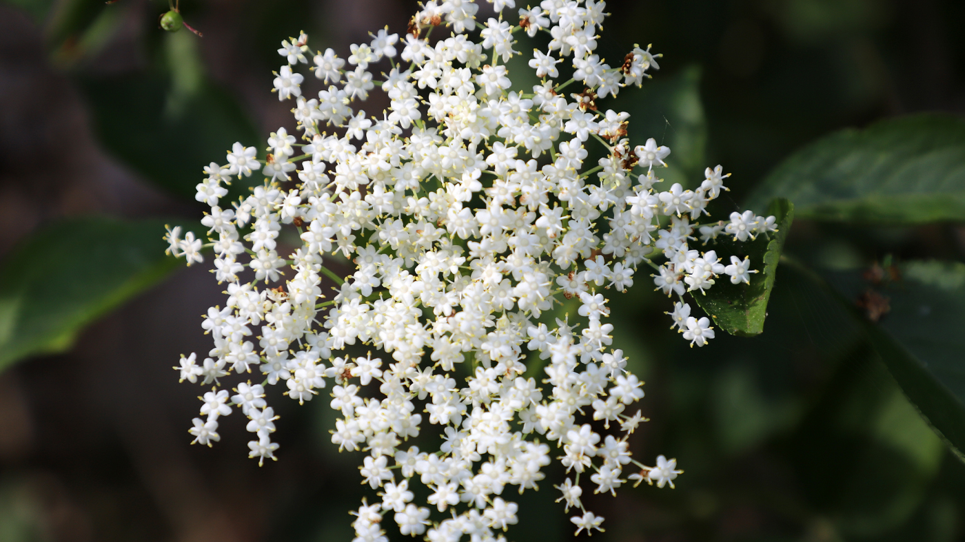 Sambucus-nigra