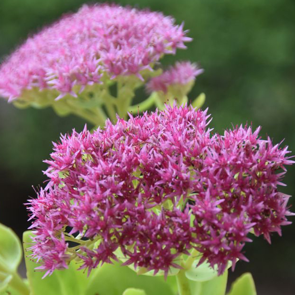 Autumn Joy Sedum
