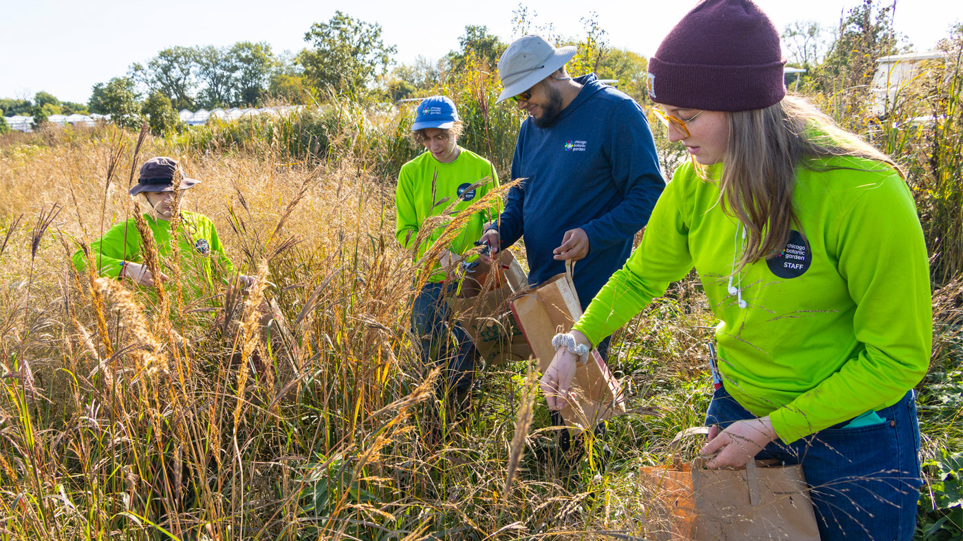 Four SENA technicians collecting seed among brown and green plants in the Chicago Botanic Garden's Dixon Prairie.