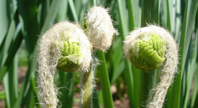 ferns in the sensory garden