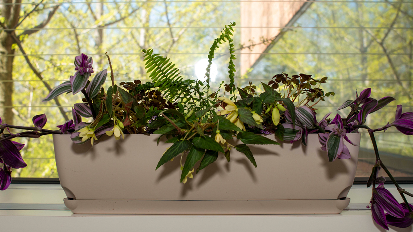shade window box