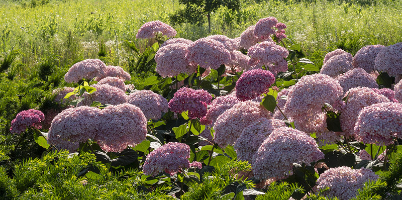 hydrangeas