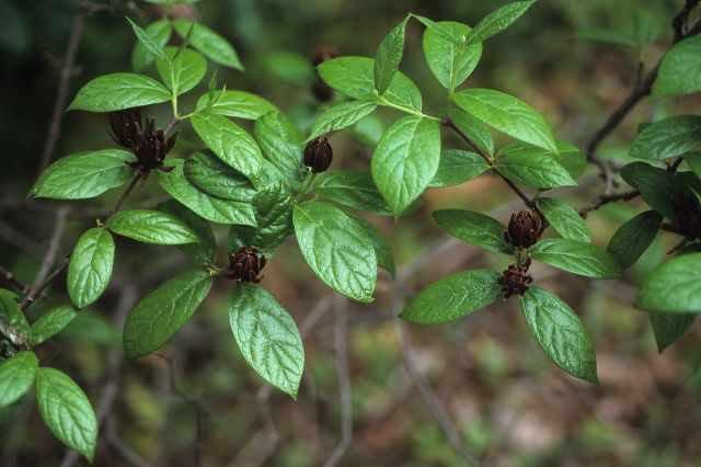 Carolina allspice (Calycanthus floridus)