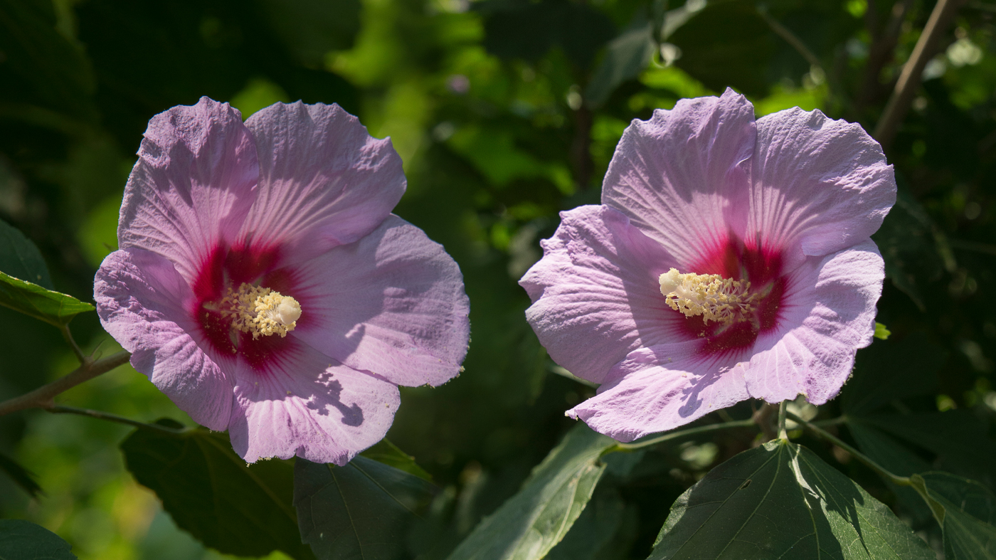 Shrub: Rose of Sharon (Hibiscus syriacus)