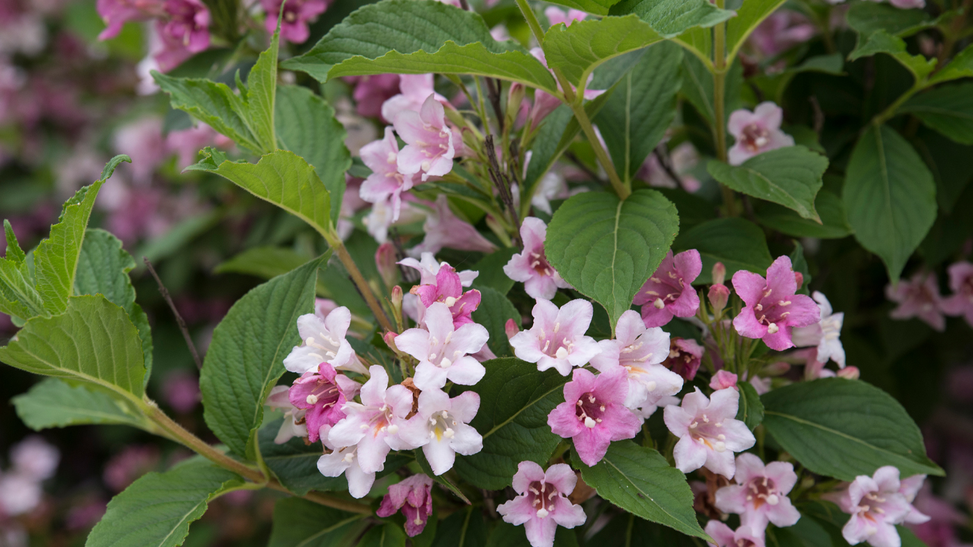 Weigela (Weigela florida)