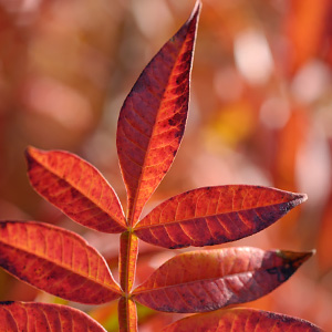 Rhus copallina 'Lanham's Purple’