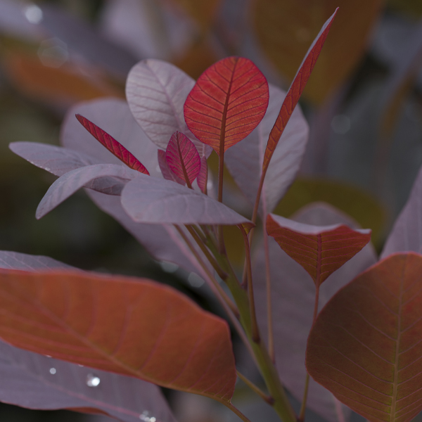 Smoke Tree