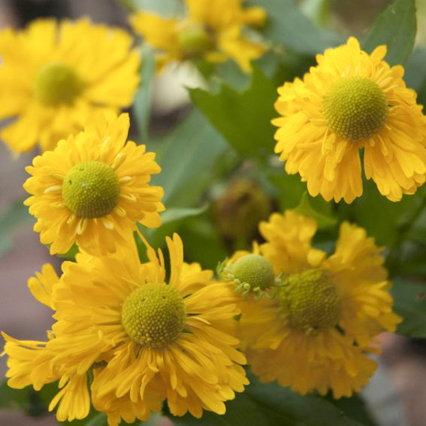 Sneezeweed Sneezeweed(Helenium)