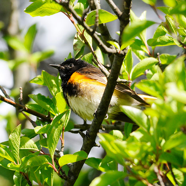 Song bird American redstart