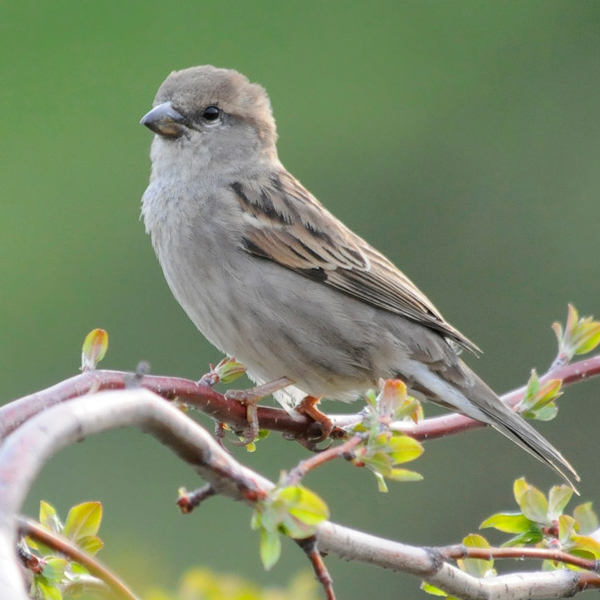 Song bird sparrow
