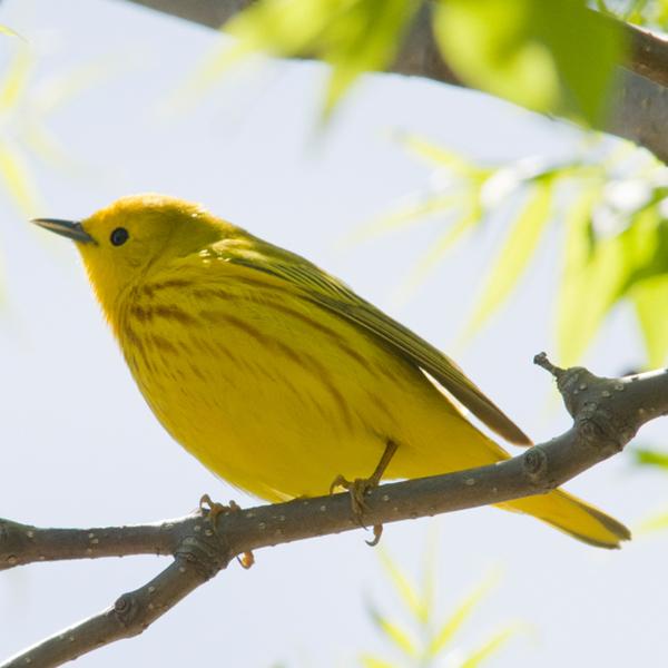 Song-bird yellow warbler