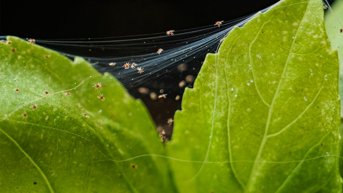 spider mite stock