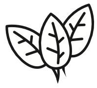 spinach