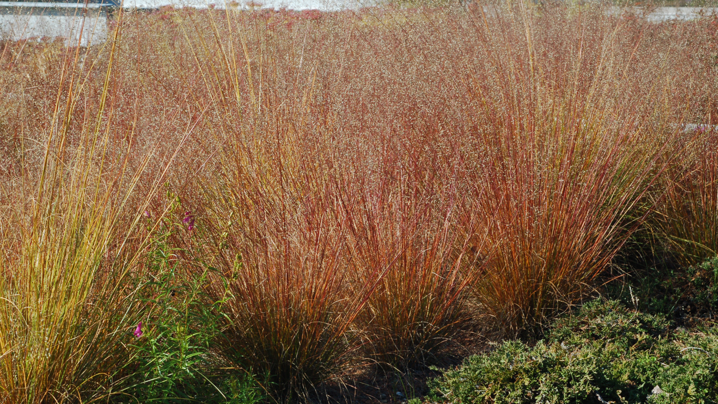 Sporobolus heterolepis 'Tara'