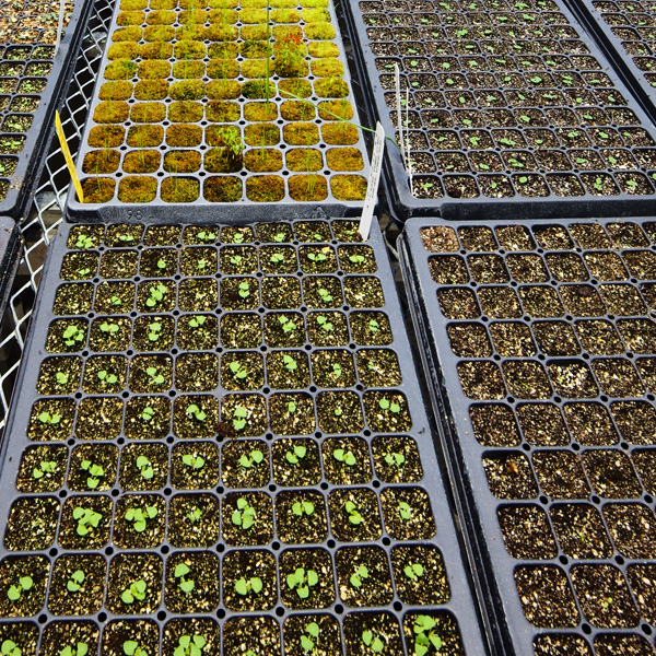 greenhouse sprouts