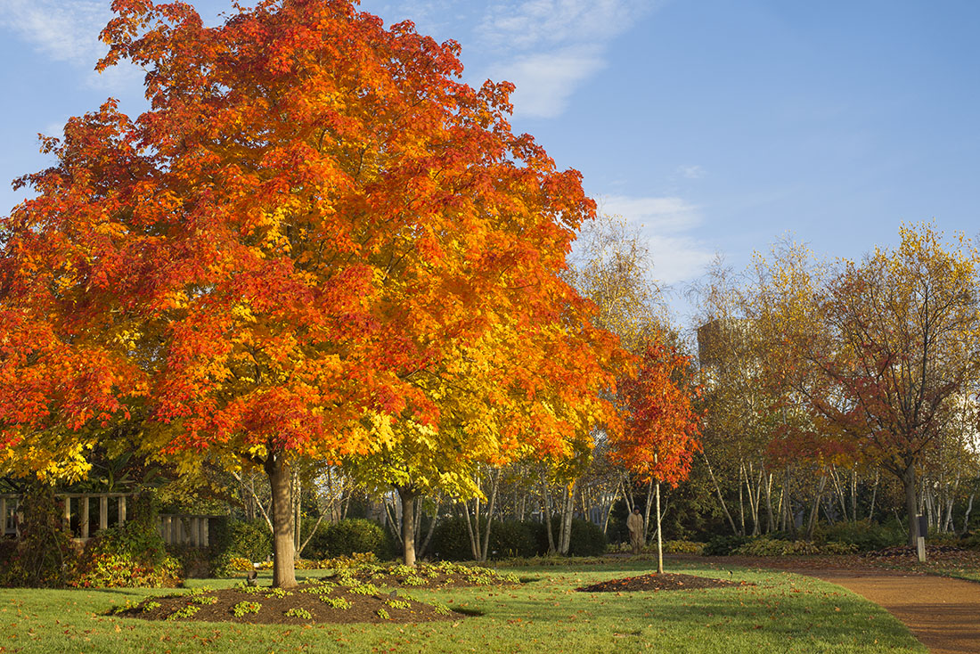 Sugar maple