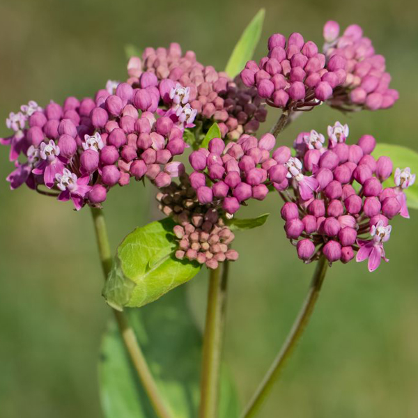 The Peak of the Prairie: Plants to Know and Grow | Chicago Botanic Garden