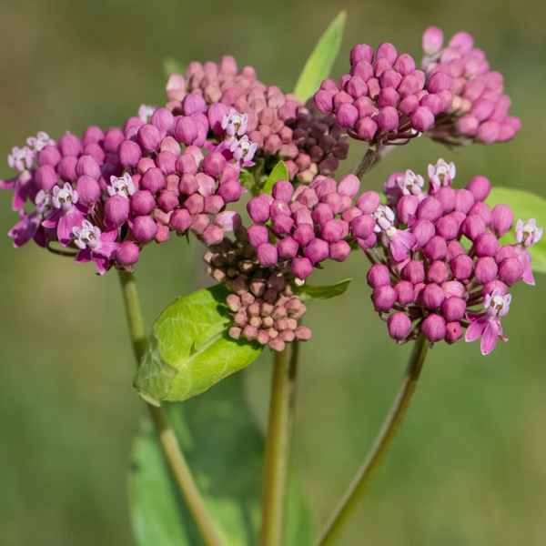 Swamp Milkweed (Asclepias incarnata)