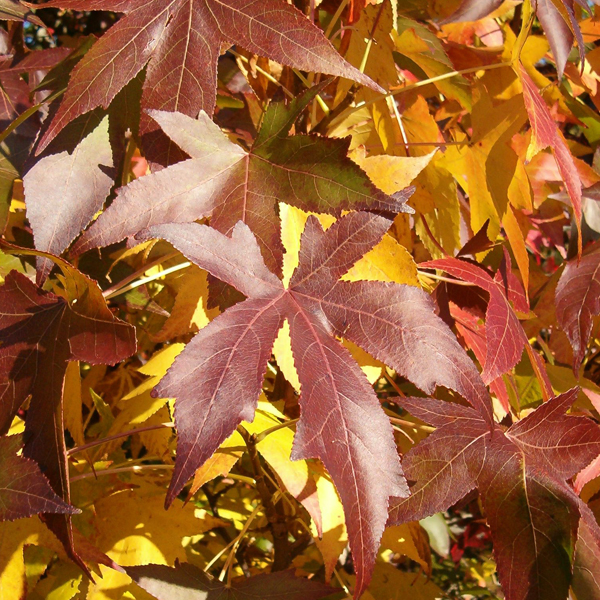 Sweetgum