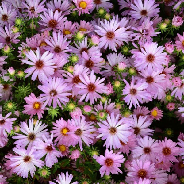 symphyotrichum-billowing-pink