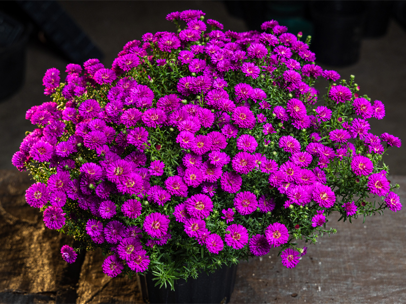 Symphyotrichum novi-belgii ‘Marie III Dark Pink’