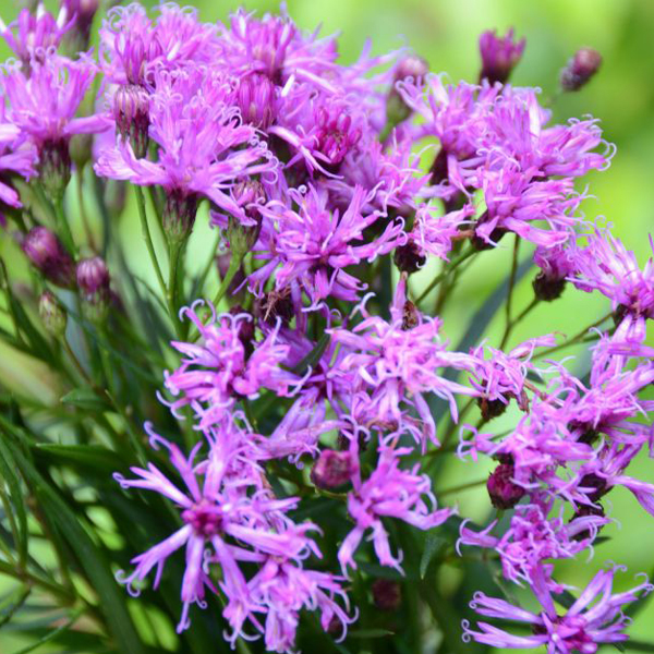 Ironweed Threadleaf or Letterman’s ironweed(Vernonia lettermanii)