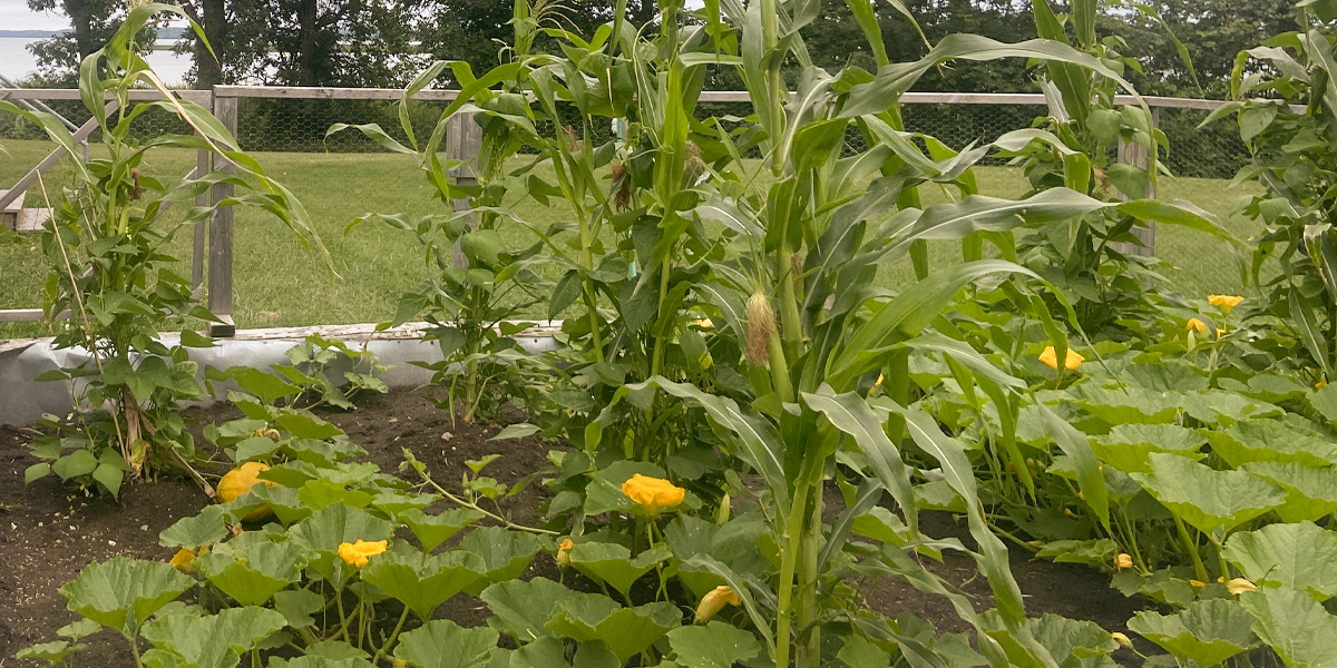 Three sisters planting technique