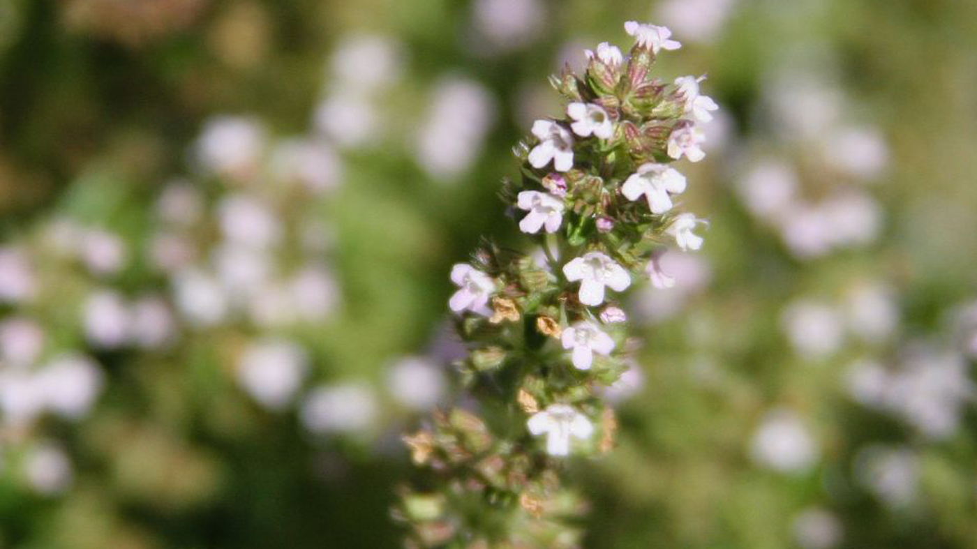 Thyme