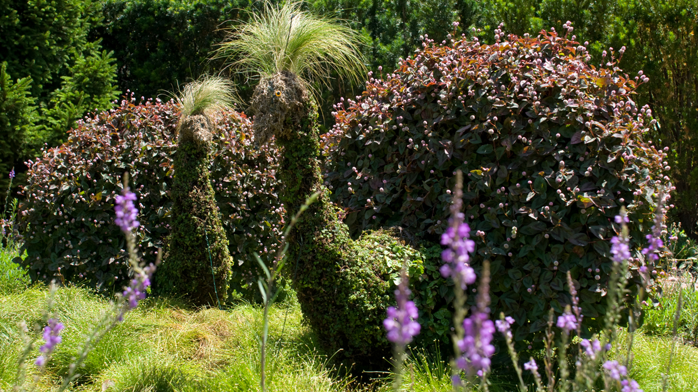 Topiary circle garden