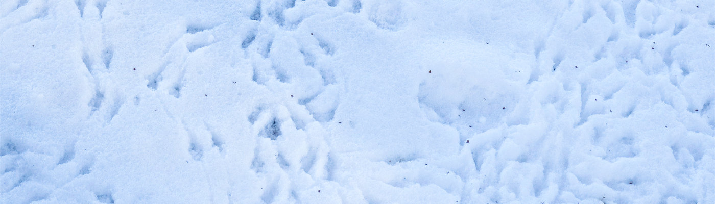 Tracks in snow