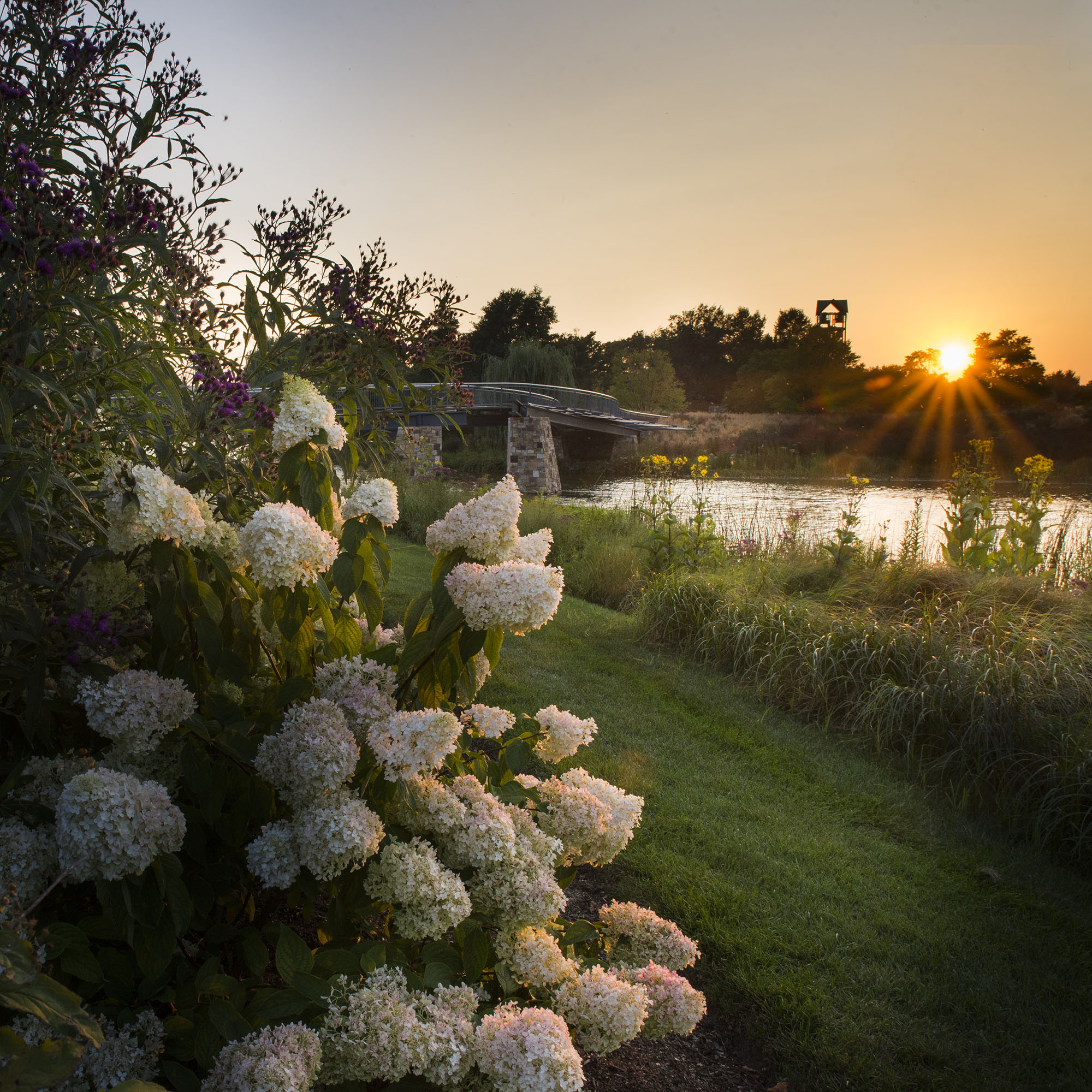 Trellis Bridge