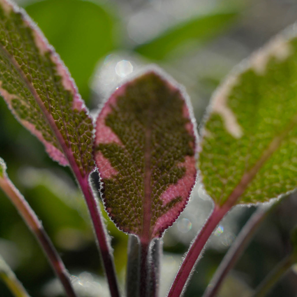 Tricolor garden sage