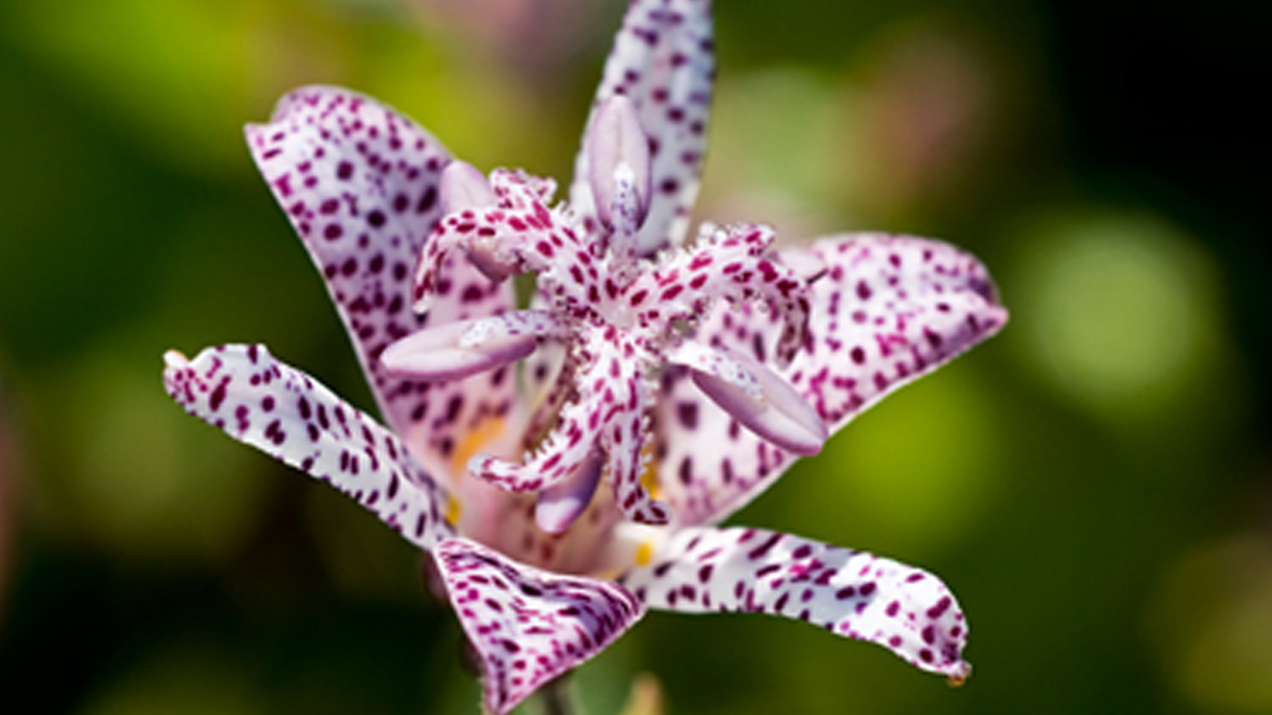 Tricyrtis-toad-lily