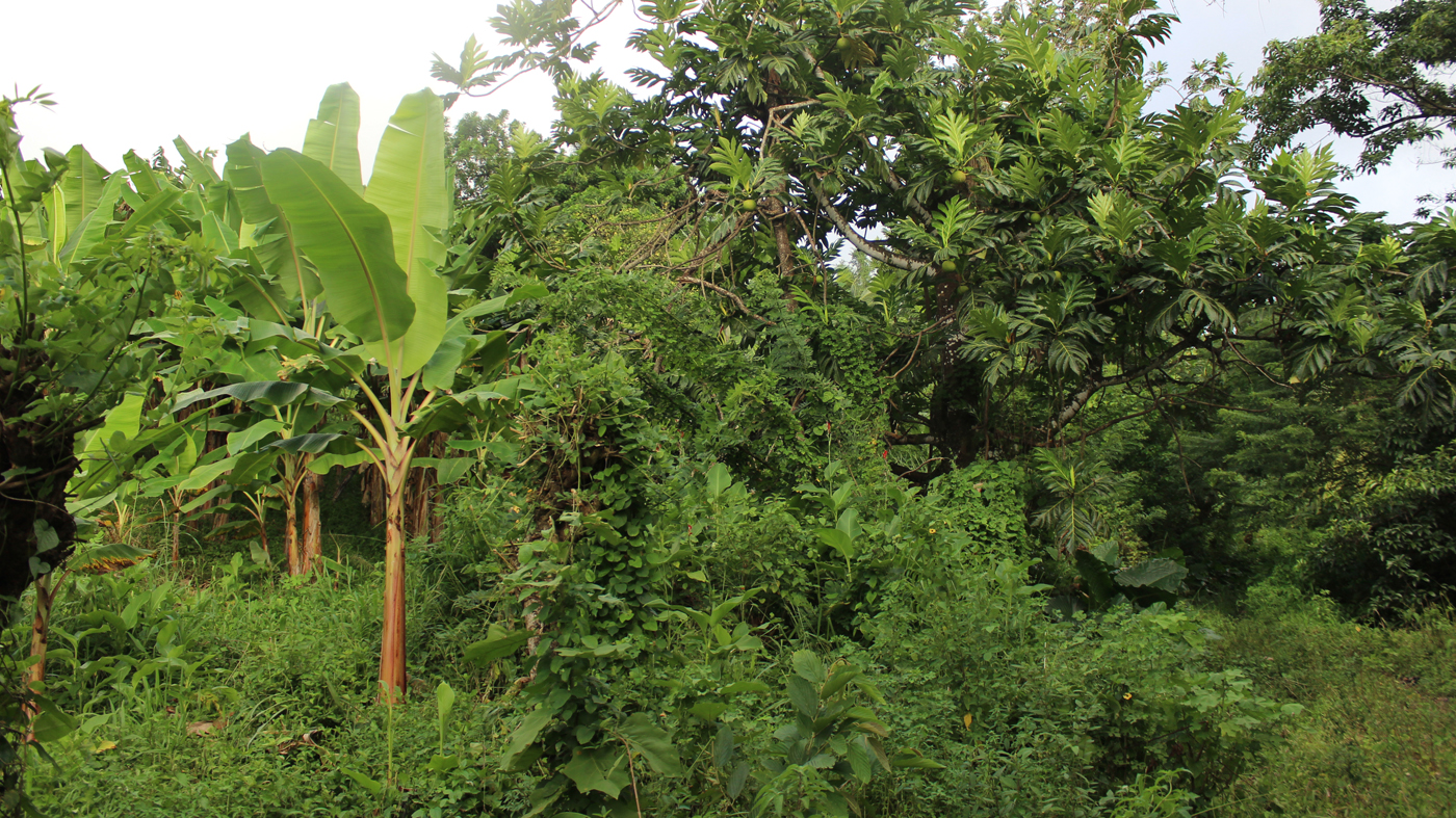 Saint Vincent: tropical scene