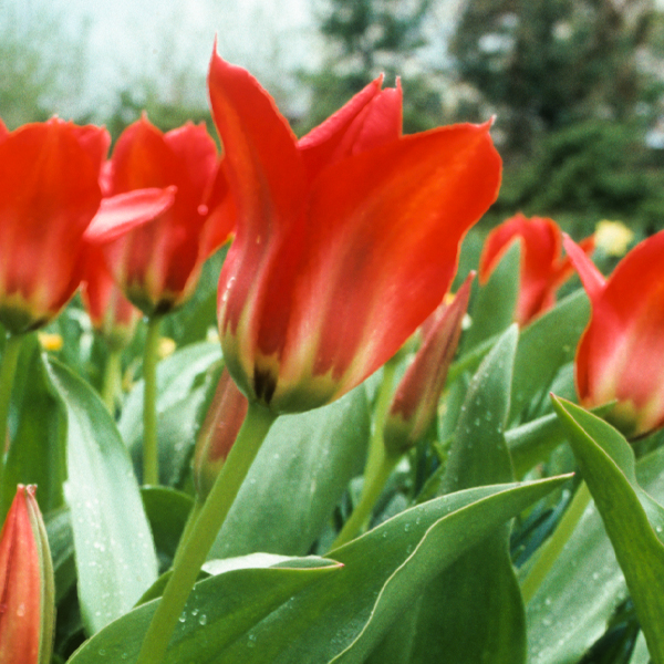 tulip fosteriana