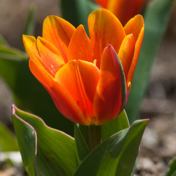 tulip Kaufmanniana