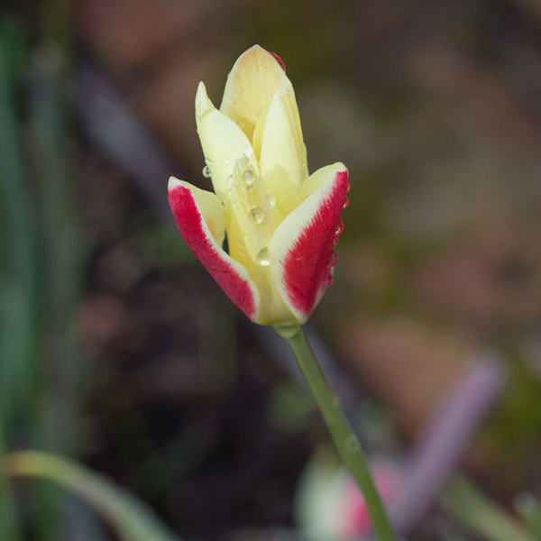 tulip lady jane