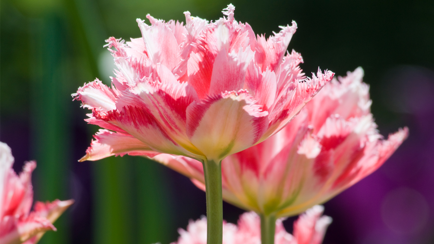 Tulipa 'Crispion Sweet