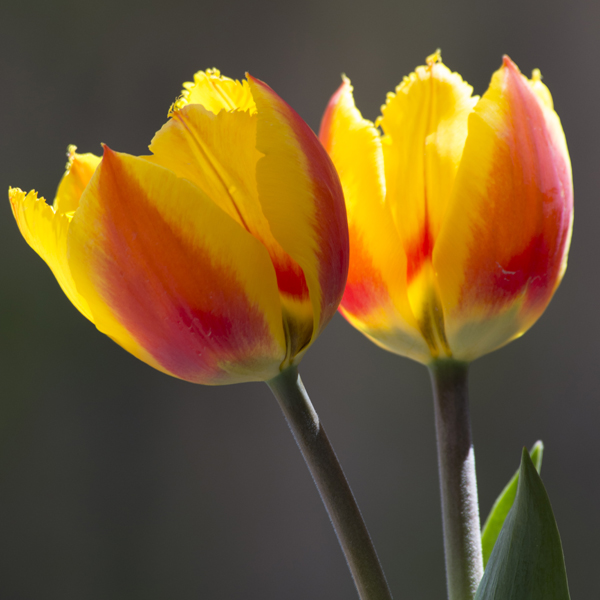 Tulipa 'Much Niceness'