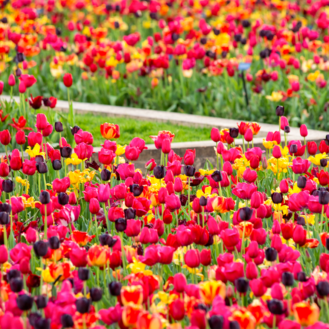 Crescent Garden Tuilps