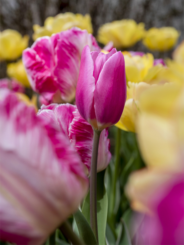 tulips
